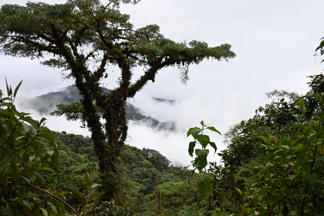 Regenwald, Ecuador, Reise, Sina_Jatzkowski, Du_mit_Dir, zeremonieller_Kakao