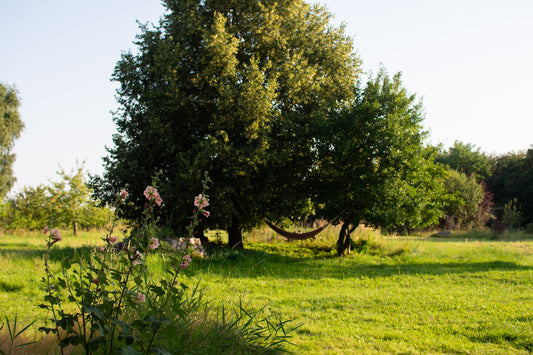Zurück in die Balance – Nervensystem regulieren und emotionale Stabilität finden