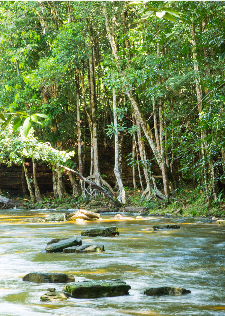 Zeremonieller Kakao - Herkunft und Wirkung von Agua