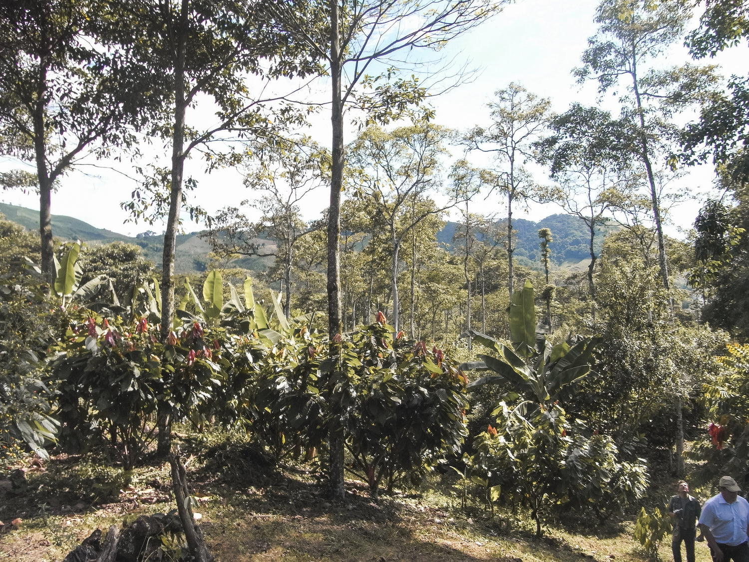 Ritual_Kakao, Zeremonieller_Kakao_aus_Kolumbien, Zeremoniekakao