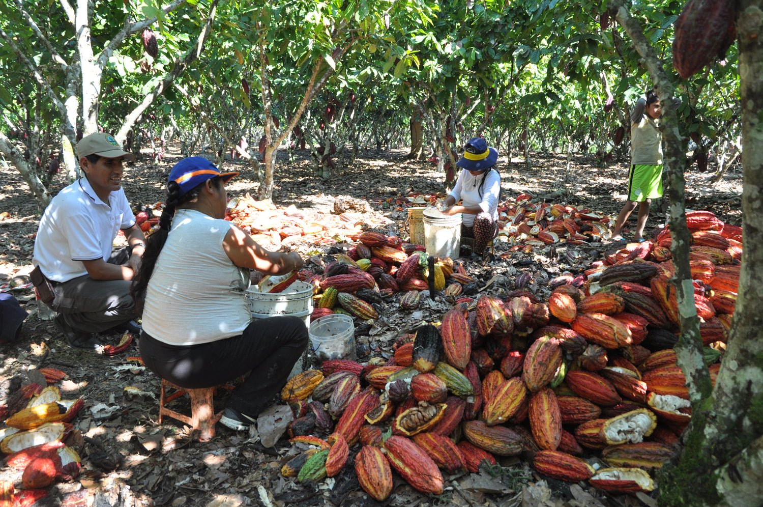 Ritualkakao_aus_Peru, Zeremoniekakao, zeremonieller_Kakao_aus_Peru