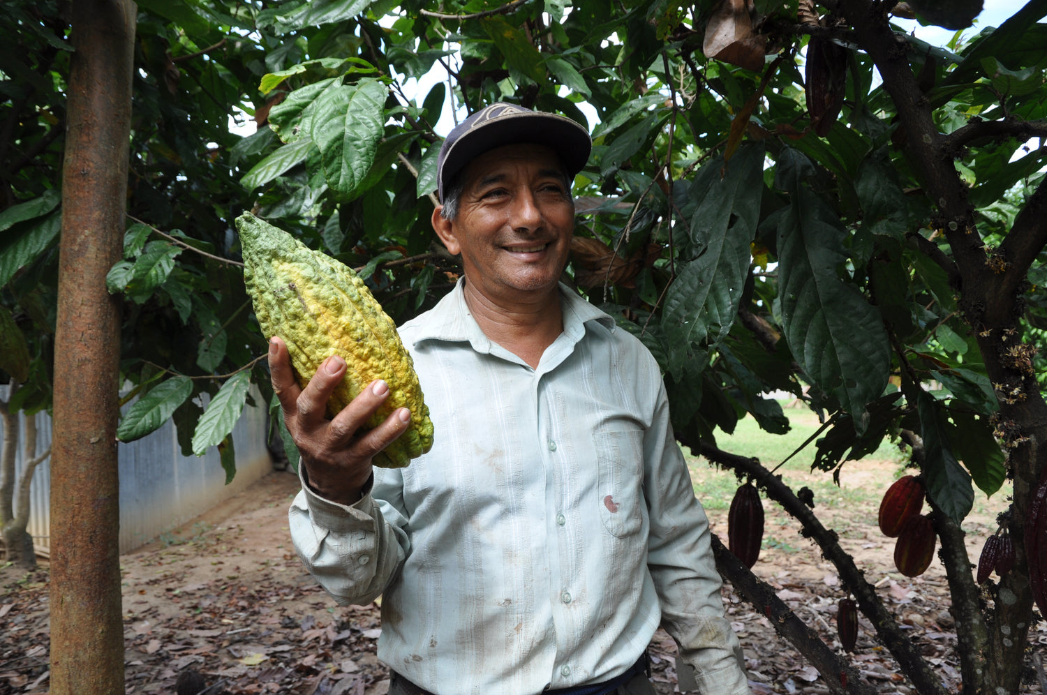 Zeremonieller_Kakao_aus_Peru, Zeremoniekakao, Ritualkakao, Rohkakao