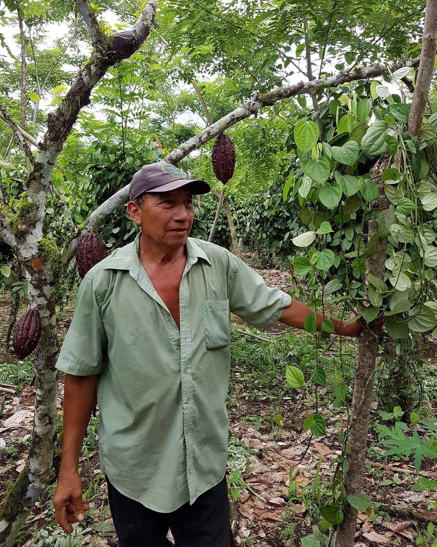 Zeremonieller_Kakao, Zeremoniekakao_aus_Peru, Criollo Kakao, Edelkakao, Rohkakao